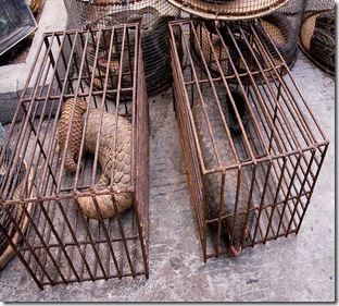 Malaysian officials have seized yet another 46 pangolins from a wildlife smuggler. Image Courtesy to Pangolins.org